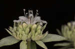 Whorled mountainmint